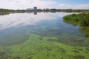Algal bloom on a lake