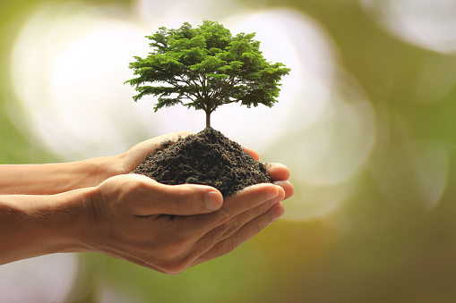 arbor day is a celebration of trees and those who professionally take care of them