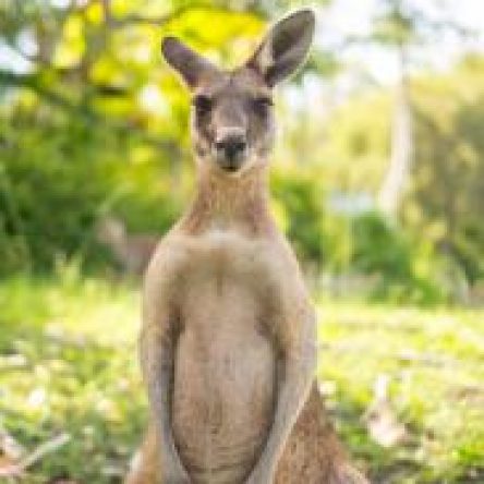 Kangaroo Questions & Answers | Central Rappahannock Regional Library
