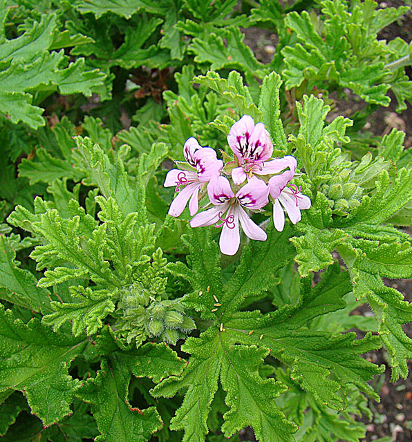 Scented Geraniums Were Stars in Victorian Bouquets Central Rappahannock Regional Library
