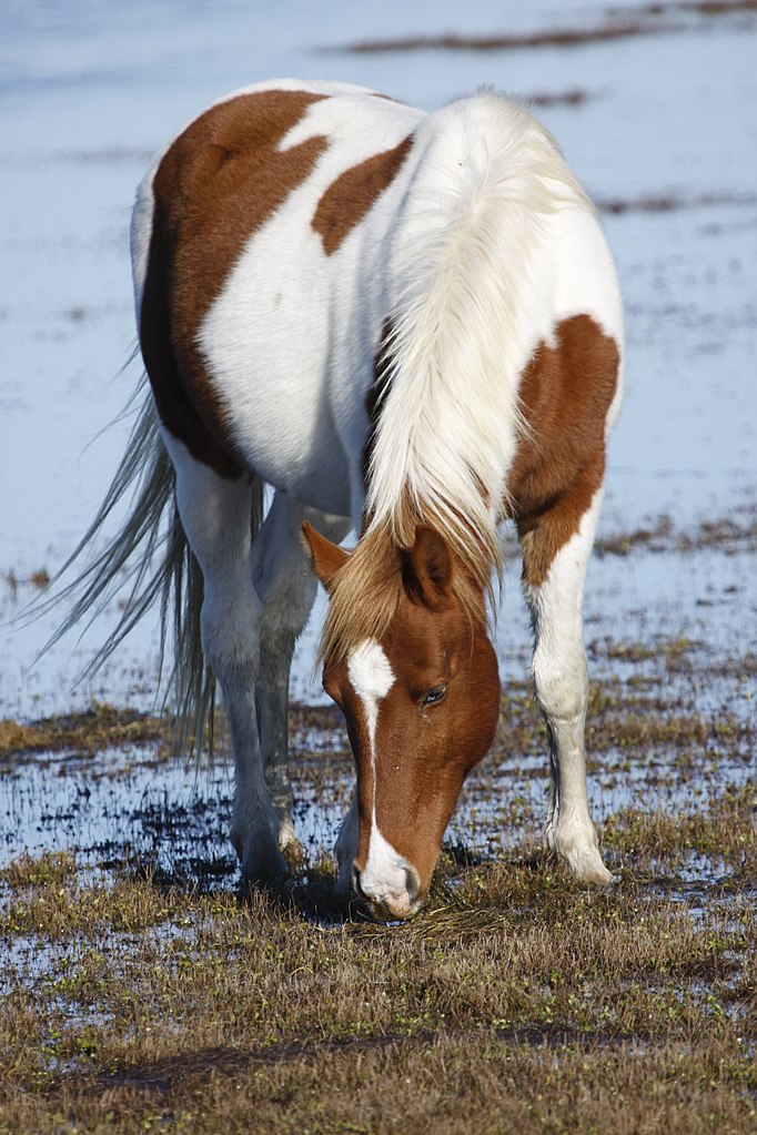 Virginia’s Chincoteague Ponies Wild and Free Central Rappahannock Regional Library