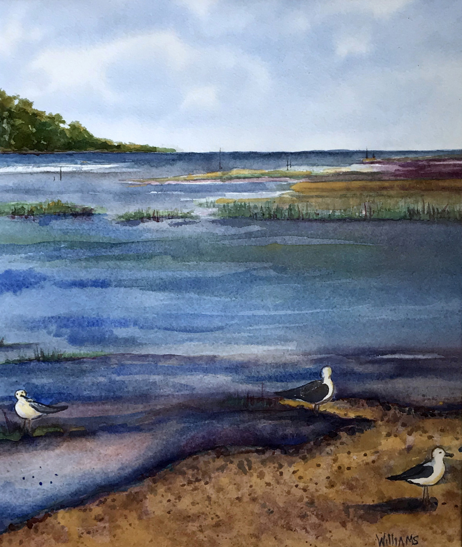 Gulls at Aquia Creek