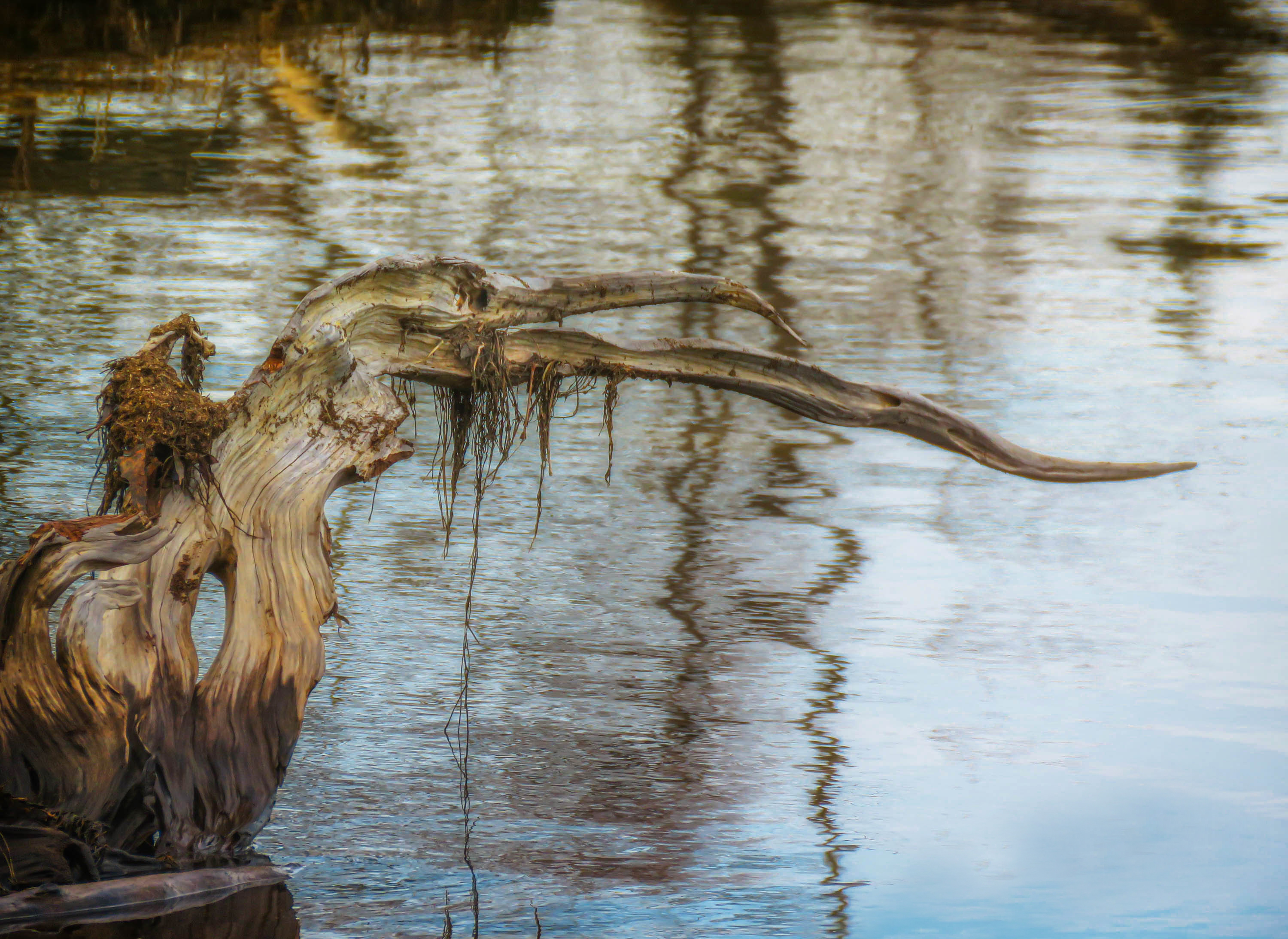 Driftwood Bird, Widewater