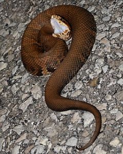Cottonmouth snake displaying fangs and white mouth