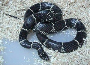 Eastern kingsnake (Lampropeltis getula getula)