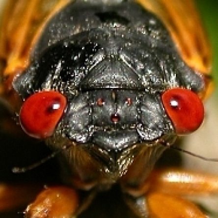 The Rise of Brood X: Cicada Safari 2021 | Central Rappahannock